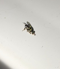 Bactrocera frauenfeldi
