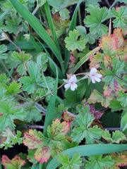 Ciconium