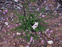 Boronia scabra