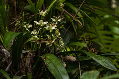 Prosthechea fragrans