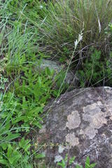 Gladiolus permeabilis edulis