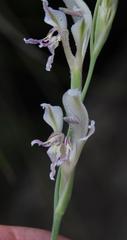 Gladiolus permeabilis edulis