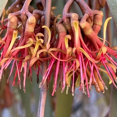 Amyema pendula