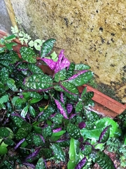 Hypoestes phyllostachya