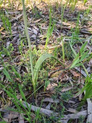 Thelymitra glaucophylla