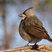 Crested Bellbird - Photo (c) sarinozi, some rights reserved (CC BY-NC), uploaded by sarinozi