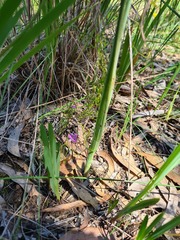 Thelymitra glaucophylla