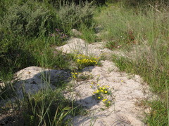 Steirodiscus tagetes