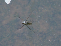 Limnogonus fossarum