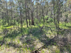 Thelymitra glaucophylla