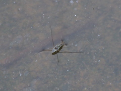 Limnogonus fossarum