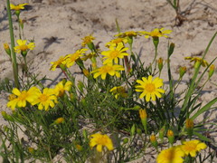 Steirodiscus tagetes