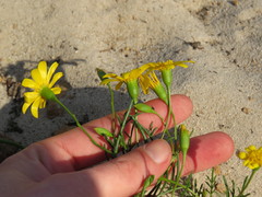 Steirodiscus tagetes