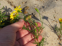 Steirodiscus tagetes