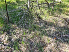 Thelymitra glaucophylla