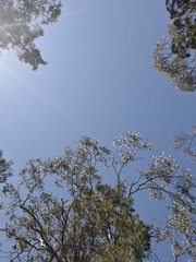 Thelymitra glaucophylla