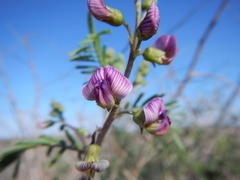 Lessertia spinescens