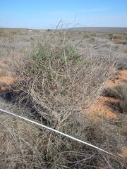 Lessertia spinescens