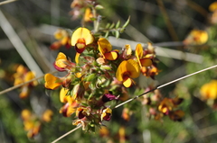 Pultenaea scabra