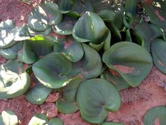 Eriospermum descendens