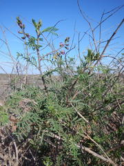 Lessertia spinescens