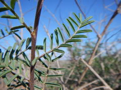 Lessertia spinescens