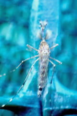 Aedes camptorhynchus