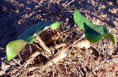 Eriospermum descendens