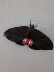 Phyllodes consobrina