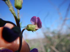 Lessertia spinescens