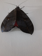 Phyllodes consobrina