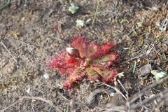 Drosera acaulis