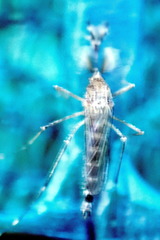 Aedes camptorhynchus