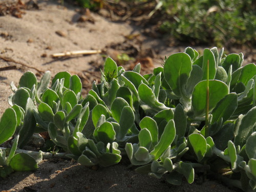 Image of Helichrysum crispum by (c) Jeremy Gilmore, some rights reserved (CC BY)