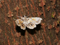 Musotima suffusalis
