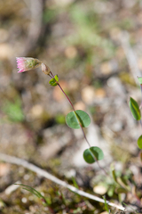 Rhodanthe manglesii