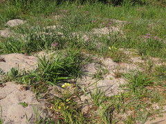 Oxalis compressa compressa