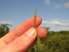 Oxalis compressa compressa