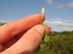 Oxalis compressa compressa