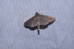Coptobasis