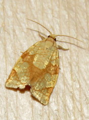 Adoxophyes negundana