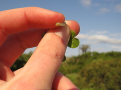 Oxalis compressa compressa
