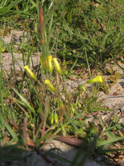 Oxalis compressa compressa