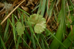 Hydrocotyle moschata