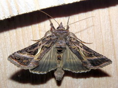 Autographa flagellum