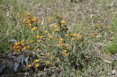 Pultenaea scabra