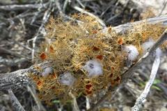 Teloschistes capensis