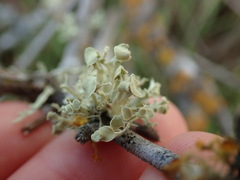 Ramalina glaucescens