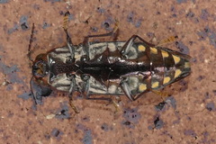 Metataenia