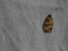 Neocalyptis liratana